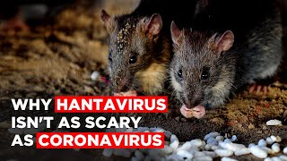 Hantavirus China Here’s Why Hantavirus Isnt As Scary As Coronavirus [upl. by Lib]