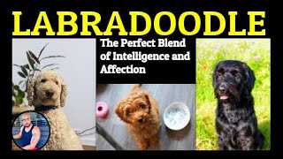 Labradoodles 101 Everything You Need to Know About This Adorable Breed [upl. by Ireland]