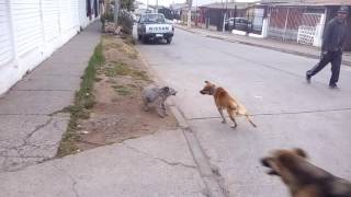 Perros peleando [upl. by Assirod544]