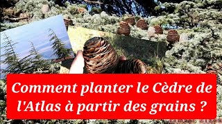 Comment planter le cèdre de lAtlas des graines la première partie [upl. by Avery]