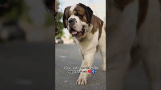 King Of Doggers Park🤴shorts shortsfeed saintbernard cutedog bigdog doglover pets dog [upl. by Nomsed]