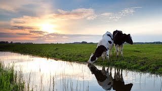 Cantidad y calidad de agua que requieren los bovinos🐄💦 [upl. by Winstonn]