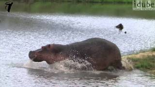 Hippo Runs Into The Water [upl. by Jacobs]