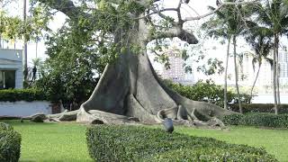 Historic Kapok Tree Oldest House Henry Morrison Flagler Museum Palm Beach Florida USA [upl. by Milan]