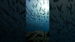 Im inside a Huge school of fish in tenerife [upl. by Leighland]