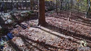 CamoCritter Critter Cam Live Stream [upl. by Iasi]