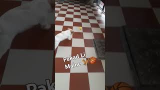 Pakad li h 🐕 shihtzu playinggames trending doglover ❤️cute [upl. by Kaule]