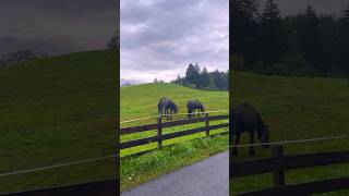 📍Innsbruck Austria Shorts Iglsinnsbruck tyrol nature horses [upl. by Glenda]