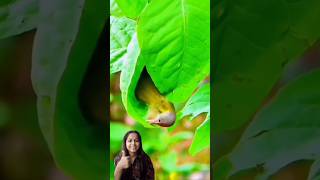 Nature’s ArchitectThe Koel Bird and Its Beautiful Nest 😱 shorts viralvideo shortsfeed youtube [upl. by Anirbak]