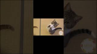 Cats Sing Thank You Next by Ariana Grande shorts [upl. by Loggins714]