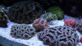 Acan Garden in the 120 Gallon Reef Tank [upl. by Smalley]