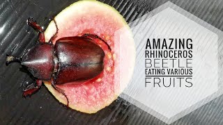 Hercules Beetle Eating Various Fruits  A Compilation [upl. by Ayotahs707]