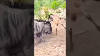 Confused Wildebeest Cant Recognize Its Own Baby – Heartwarming Wildlife Moment [upl. by Aenahs]