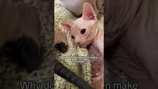 Should i be concerned cat sphynx kitten meow hairlesscat [upl. by Rettke]