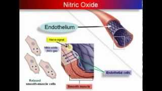 Oxido Nitrico y la enfermedad Cardiovascular [upl. by Llevol]