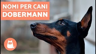 Nomi per cani originali  nomi per cani Dobermann [upl. by Daughtry]