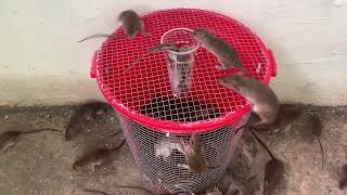 The most effective way to trap mice with a plastic bucket [upl. by Adolph783]