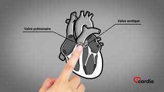 Anatomie du coeur  version française [upl. by Aundrea177]