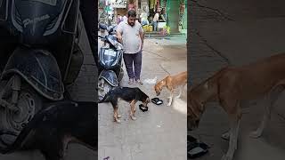 Qismat badal di 🐶 subscribe [upl. by Rot796]