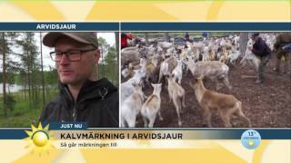 Den stora kalvmärkningen i Arvidsjaur är igång  Nyhetsmorgon TV4 [upl. by Aerdnna894]