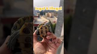 legal  illegal Turtles   turtle kachua shorts [upl. by Akemehc]