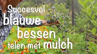 Succesvol blauwe bessen telen met mulch [upl. by Yemar]