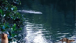 Sea otters Enhydra lutris smoothcoated otterLutrogale perspicillata [upl. by Dranek]