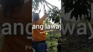 Kuhaon nato ang kabaw [upl. by Laris]