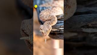 How Catch Horned Viper Snakes 🐍 [upl. by Akired]