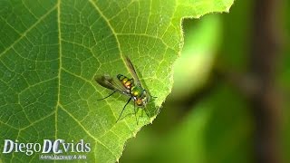 Condylostylus  LongLegged Fly Dolichopodidae Espécies de Mosca [upl. by Aronos299]