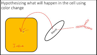 Diffusion and Osmosis in the Lab [upl. by Nanreik434]