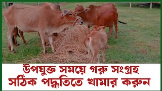 উপযুক্ত সময়ে গরু সংগ্রহ  সঠিক পদ্ধতিতে খামার করুন [upl. by Wini]