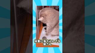 ネコさんの動画見て笑ったら寝ろwwwwww [upl. by Roland]