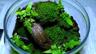 How To Make a Terrarium Forest  Build Ecosystem Terrarium [upl. by Lejeune]