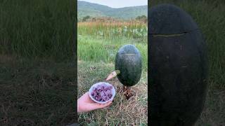 Survival Skills SIMPLE and USEFUL with soap and watermelonbushcraft camping outdoors [upl. by Casabonne]