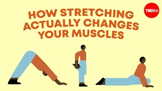 How stretching actually changes your muscles  Malachy McHugh [upl. by Coleville792]