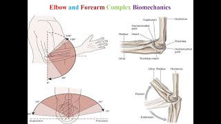 Elbow and Forearm Biomechanics Section  Faculty of Physical Therapy  SVU [upl. by Eetnod]