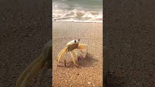 CRABBY crabby crabs funnyanimals lookatme ocean [upl. by Notloc]