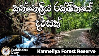 Episode  26  කන්නෙලිය රක්ෂිතය  Kanneliya Forest  Sri Lanka [upl. by Nref]