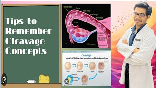 Cleavage Concepts  Definition of Cleavage  Subdivisions of Cleavage [upl. by Nasas]