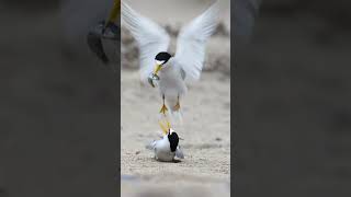 Beautiful Birds Dance With Partner 1 M views shorts viralvideo trending [upl. by Ailehpo]