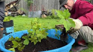 2024 Fall Red Oak Sapling Transplants [upl. by Irmgard]