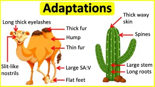 Adaptations 🐫🌵 Behavioural Physiological amp structural adaptations  Learn with examples [upl. by Desiree]