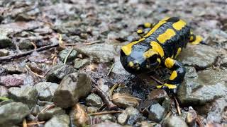 Feuersalamander bei Regen HARZ [upl. by Litch]