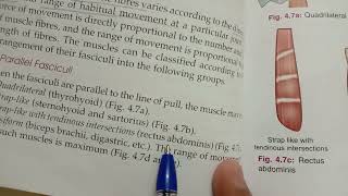 fascicular architecture of muscles  bd chaurasia [upl. by Haissem712]