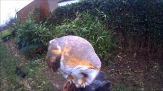 Barn owl training what can happen when flying an owl with to high weight [upl. by Ewald]