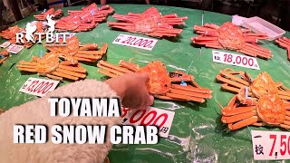 Red Snow Crab in Japan MUST TRY Part 2 Toyama  Kanazawa [upl. by Antonella688]