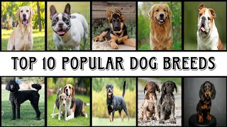 Top 10 Most Popular Dog Breeds [upl. by Kosaka626]