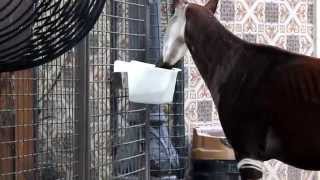 Voedermoment Okapis  Feedingtime Okapis ZOO Antwerpen [upl. by Hannover]