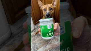 KÉFIR Probiótico natural para PERROS lealnutricioncanina kefirparaperro probioticonatural kefir [upl. by Bergin]